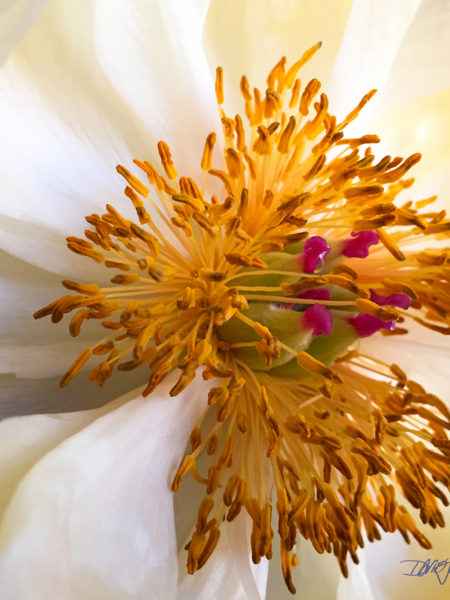 Peonie Bloom